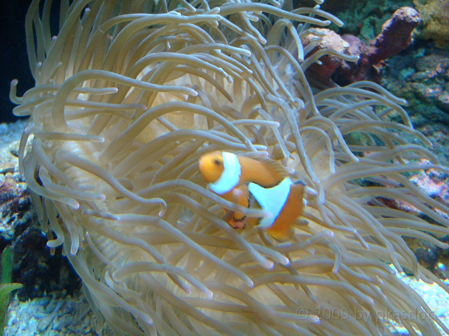 Baltimore [2009 July 02] 245.JPG - Scenes from Baltimore's Inner Harbor.